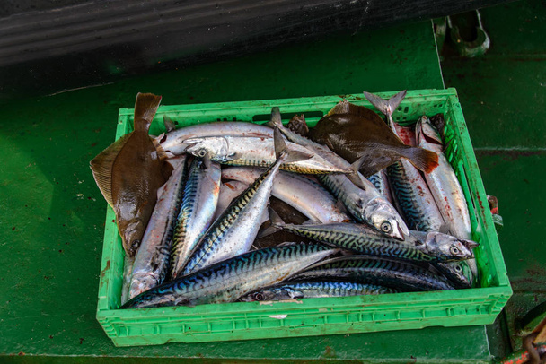 Yakın çekim yeşil sanayi plastik kasa dolu taze balık yakaladı - Fotoğraf, Görsel