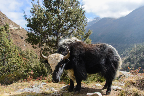 yak de montaña en Nepal
 - Foto, imagen