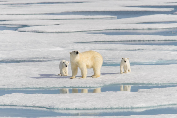 Madre oso polar (Ursus maritimus) y cachorros gemelos en el paquete de hielo, al norte de Svalbard Ártico Noruega
 - Foto, Imagen