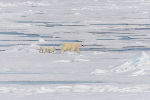 Полярного ведмедя матір (Урсус maritimus) і близнюки дитинчат на pack льоду, на північ від Шпіцберген арктичної Норвегії - Фото, зображення