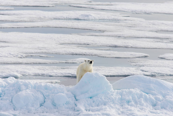 Orso polare (Ursus maritimus) sul pack ghiaccio a nord di Spitsberg
 - Foto, immagini