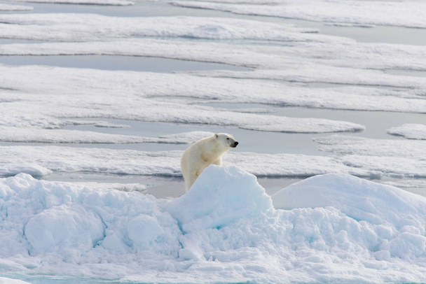 Urso polar (Ursus maritimus) no gelo de pacote ao norte de Spitsberg
 - Foto, Imagem