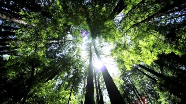 korony drzew gigant redwood - Materiał filmowy, wideo