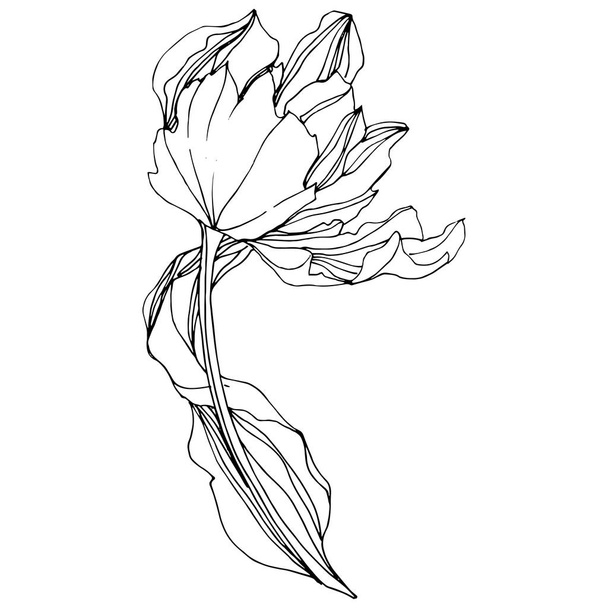 Vektör Tulip siyah ve beyaz mürekkep sanat kazınmış. Botanik çiçek. İzole lale illüstrasyon öğesi. - Vektör, Görsel
