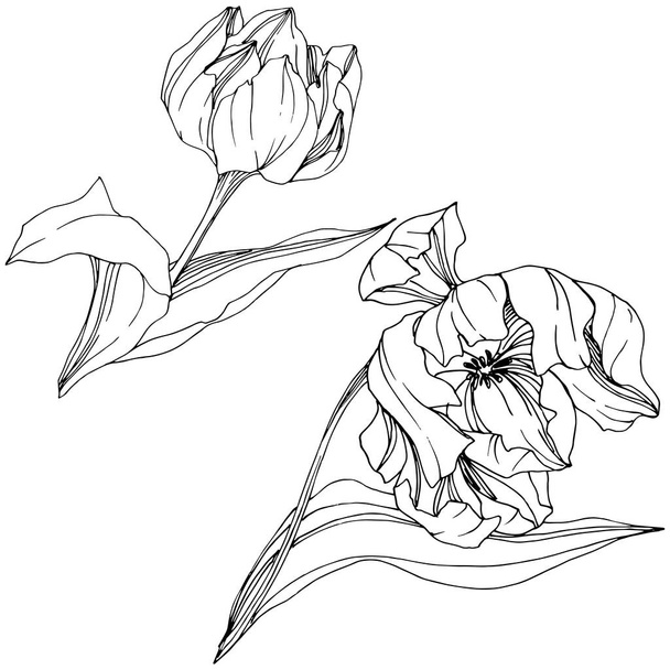 Vektor Tulpe schwarz-weiß gravierte Tuschekunst. Blütenbotanische Blume. isoliertes Tulpenillustrationselement. - Vektor, Bild
