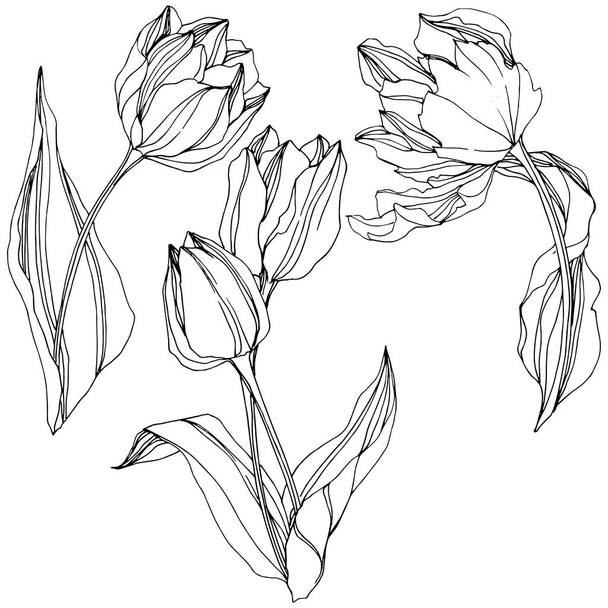 Vector Tulip Black and white engraved ink art. Floral botanical flower. Isolated tulip illustration element. - Vector, Imagen
