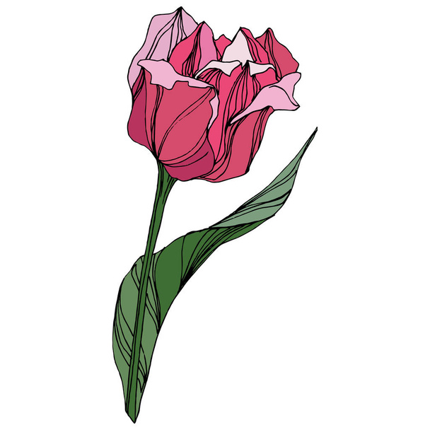 Vector Tulip engraved ink art. Floral botanical flower. Spring leaf wildflower. Isolated tulip illustration element. - Vector, Image