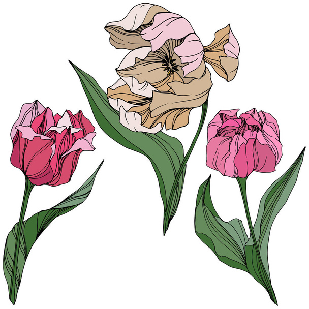 Vetor Tulipa gravada arte da tinta. Floral flor botânica. Folha de primavera flor silvestre. Isolado elemento ilustração tulipa
. - Vetor, Imagem