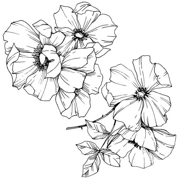 Vector Rosa canina flower. Black and white engraved ink art. Isolated rosa canina illustration element. - Vektör, Görsel