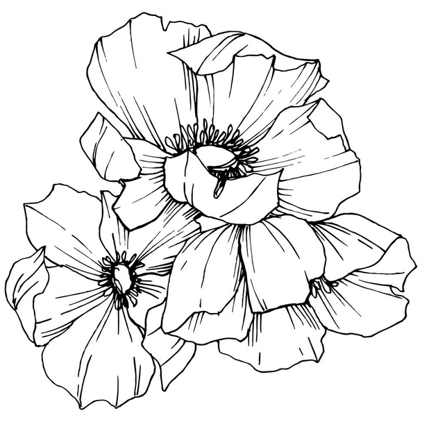 Vector Rosa canina flower. Black and white engraved ink art. Isolated rosa canina illustration element. - ベクター画像