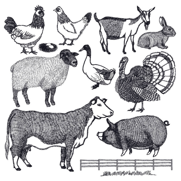Organikus farm állatok vektoros illusztráció rajzolás - Vektor, kép