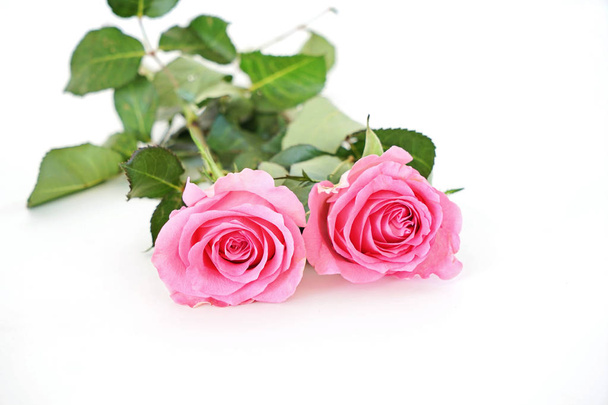 Dos hermosas flores rosadas aisladas sobre fondo blanco con espacio para copiar
 - Foto, Imagen