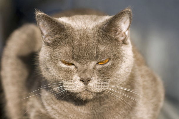 γκρίζα γάτα πορτρέτο - Φωτογραφία, εικόνα