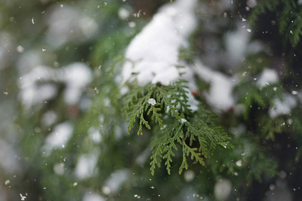 Зима Країна чудес абстрактний фон, зелені гілки хутра покривають снігом, розміщують перед текстом
 - Фото, зображення