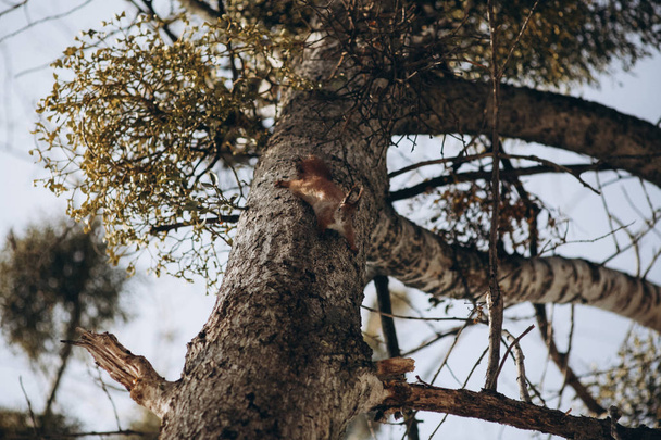 Orava puiston puussa
 - Valokuva, kuva