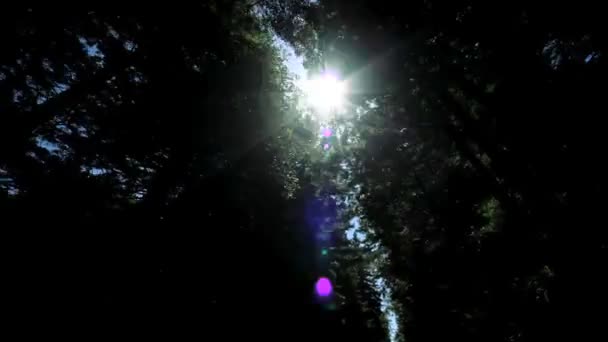 punkt w widok jazdy przez las drzew sekwoja - Materiał filmowy, wideo