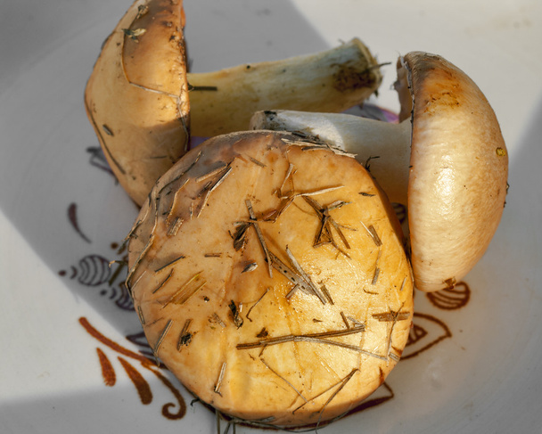 cogumelos de manteiga
 - Foto, Imagem