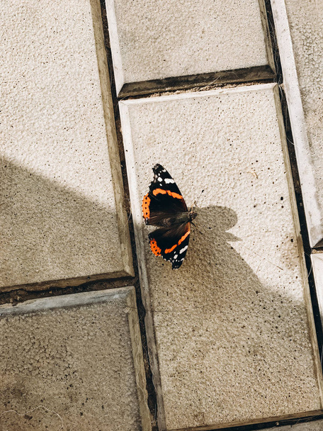 schöner schwarzer und roter Schmetterling sitzend - Foto, Bild