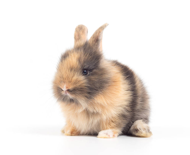 Closeup of cute baby rabbit isolated on white background - Photo, Image