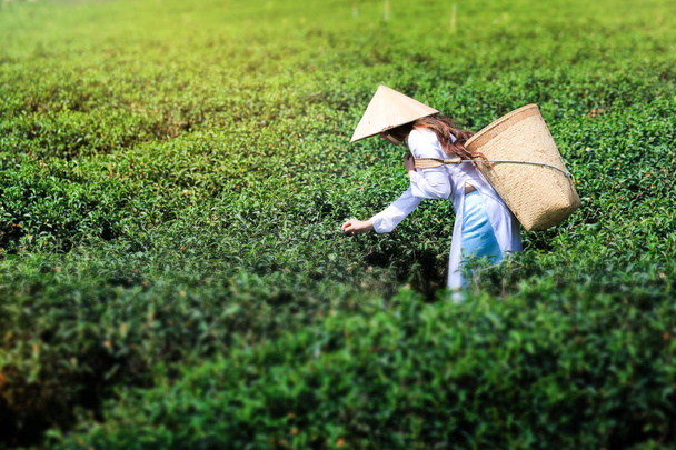 Vietnamese woman in white ao dai or Vietnamese  traditional dress with straw hat and basket working  in green tea field - Photo, Image