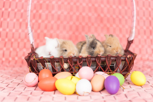 Jovens coelhos recém-nascidos no fundo rosa com ovos de Páscoa coloridos
 - Foto, Imagem