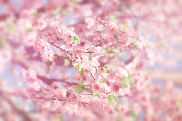 schöne Blüte rosa japanische Sakura-Blumen für Hintergrund mit Kopierraum - Foto, Bild