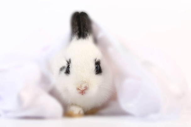 Closeup of cute white and black small Netherlands dwarf rabbit. Adorable little animal portrait - Photo, Image