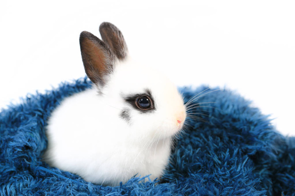 かわいい白と黒小さなオランダ矮星ウサギのクローズ アップ。愛らしい小さな動物肖像画 - 写真・画像