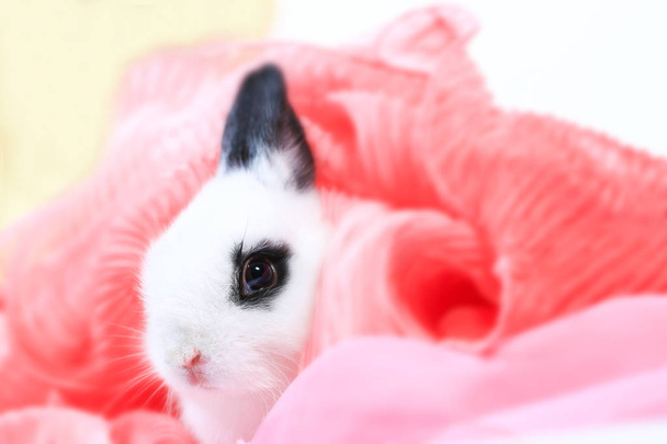 Closeup of cute white and black small Netherlands dwarf rabbit. Adorable little animal portrait - Photo, Image