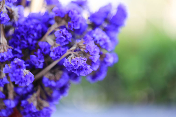 スターチス増殖スターチス セーラム バイオレットの花小さな花の花瓶, クローズ アップ  - 写真・画像