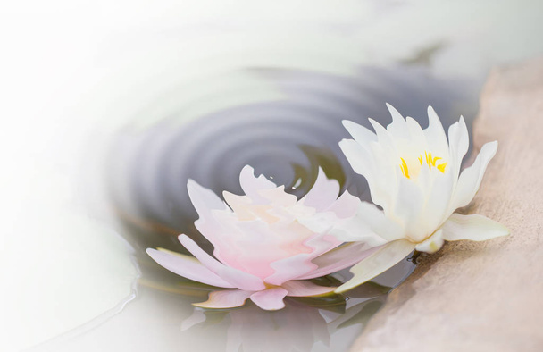 Closeup of blossoming lotus flowers, nature background - Photo, Image