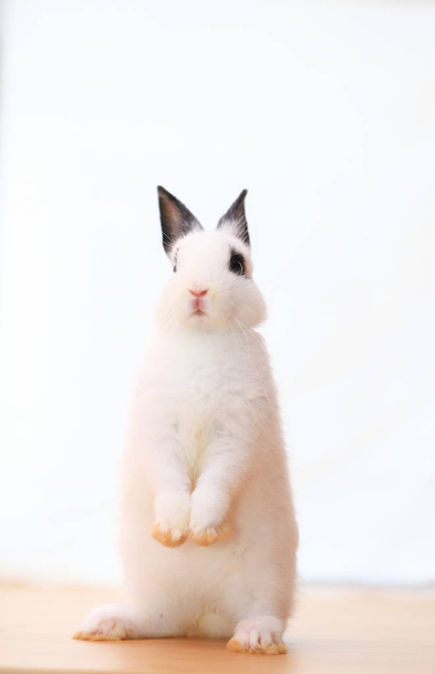 Gros plan de mignon petit lapin nain des Pays-Bas blanc et noir. Adorable petit portrait d'animal
 - Photo, image