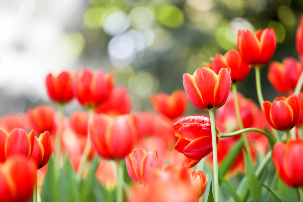Beautiful blossoming tulips with green leaves in garden with blurred background, park in Chiang Rai - Foto, immagini