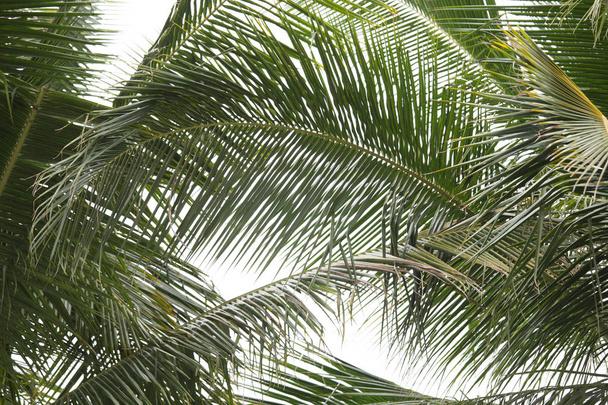 Foglie di palma da cocco verde su sfondo bianco
 - Foto, immagini
