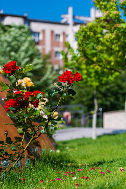 Garden with bright roses, natural background. - Foto, Imagem