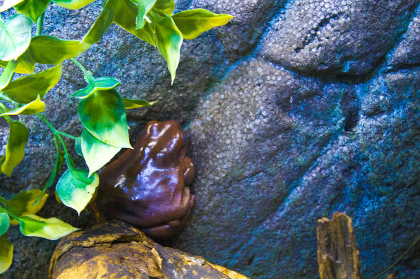 béka állati varangy kétéltű - Fotó, kép