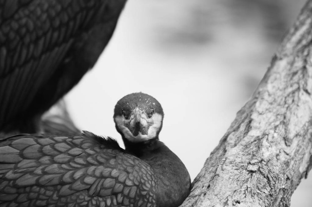 πτηνών των ζώων άγριας πανίδας zoo - Φωτογραφία, εικόνα