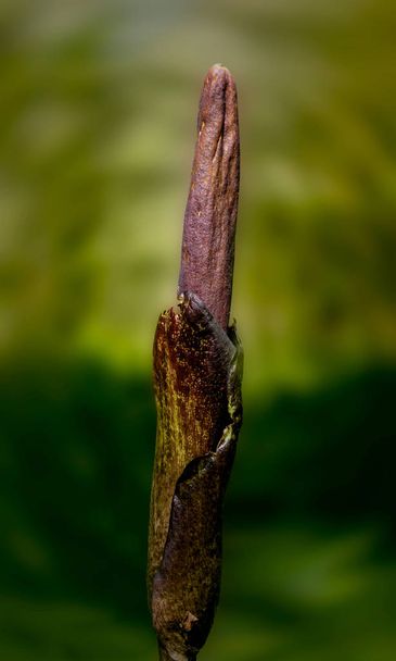 amorphophallus konjac Blütenknospe in der Natur - Foto, Bild
