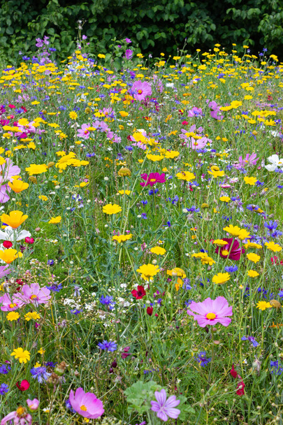 fiori colorati nel prato al sole giorno d'estate nel sud della Germania campagna con cespuglio verde dietro
 - Foto, immagini