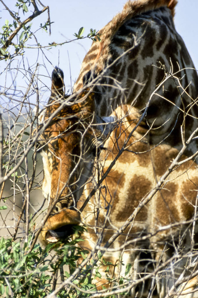Giraffe, (Giraffa camelopardalis), Kruger National Park, Mpumalanga, South Africa, Africa - Photo, Image
