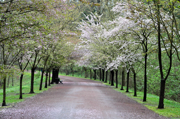 Tavaszi boulevard - Fotó, kép