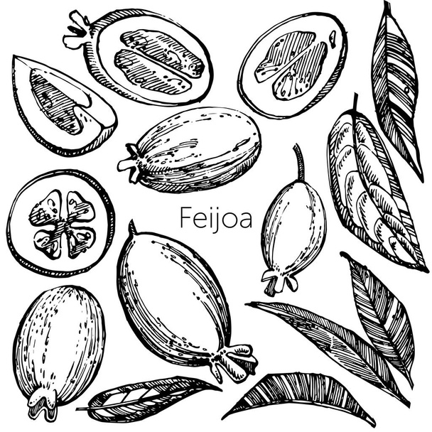 Collezione di feijoa frutta, fiore, foglie e fetta di feijoa. Illustrazione disegnata a mano vettoriale
. - Vettoriali, immagini