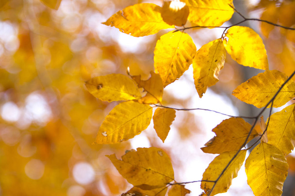beautiful autumn leaves on background - Foto, afbeelding