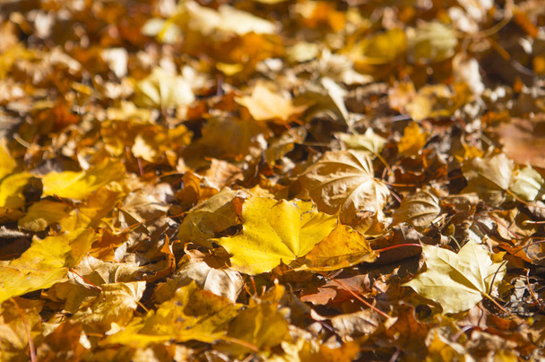 Herbstblätter im Hintergrund, Nahaufnahme - Foto, Bild