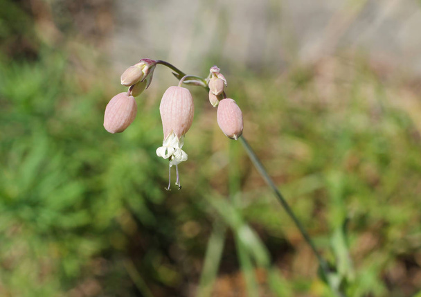 близкое фото цветения кемпинга с мочевым пузырем (Silene vulgaris
) - Фото, изображение