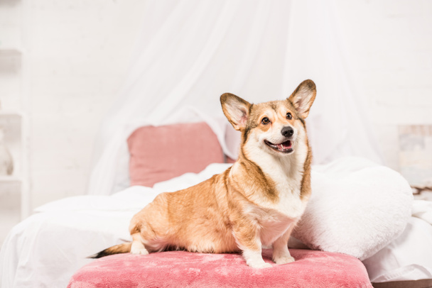 cute pembroke welsh corgi sitting on bed at home - Фото, зображення