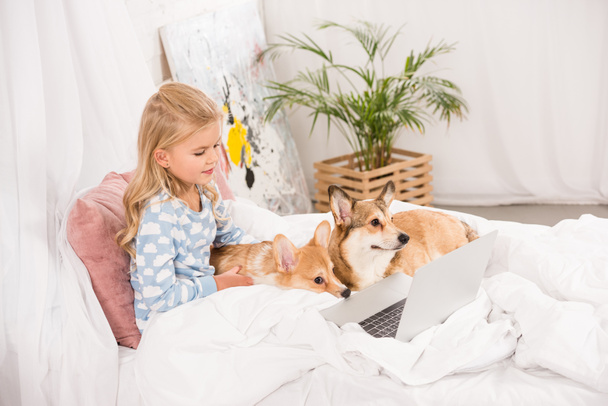 lindo niño acostado en la cama con perros corgi y el uso de ordenador portátil en casa
 - Foto, Imagen