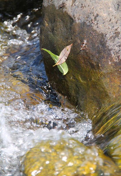 два листя застрягли на камені над водою в річці
 - Фото, зображення