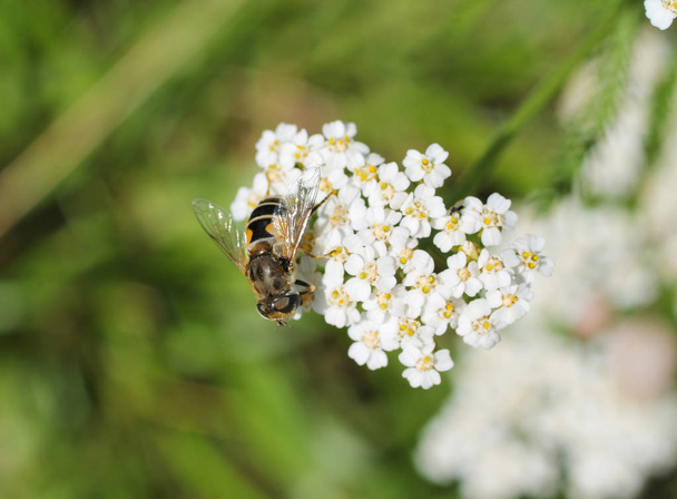 close photo of a hoverfly feeding on the bloom of ground elder - Photo, Image