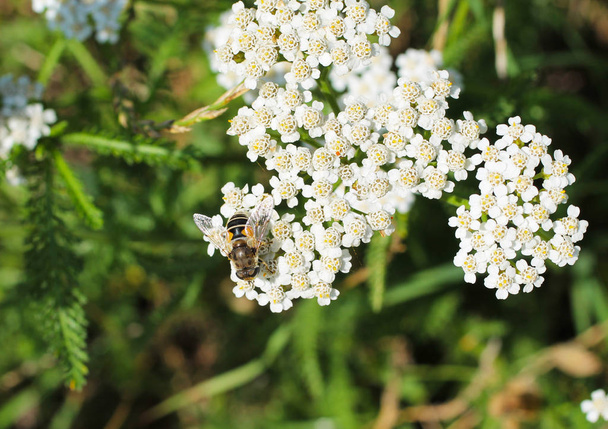 close photo of a hoverfly feeding on the bloom of ground elder - Photo, Image